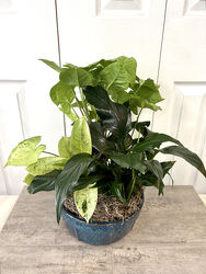 Ceramic Dish Garden 8 Inch from Aladdin's Floral in Idaho Falls